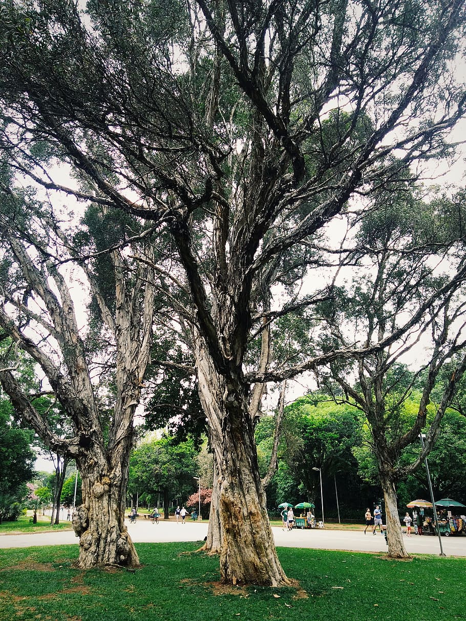 Trees Surrounding Park, branches, daylight, environment, mobilechallenge HD wallpaper