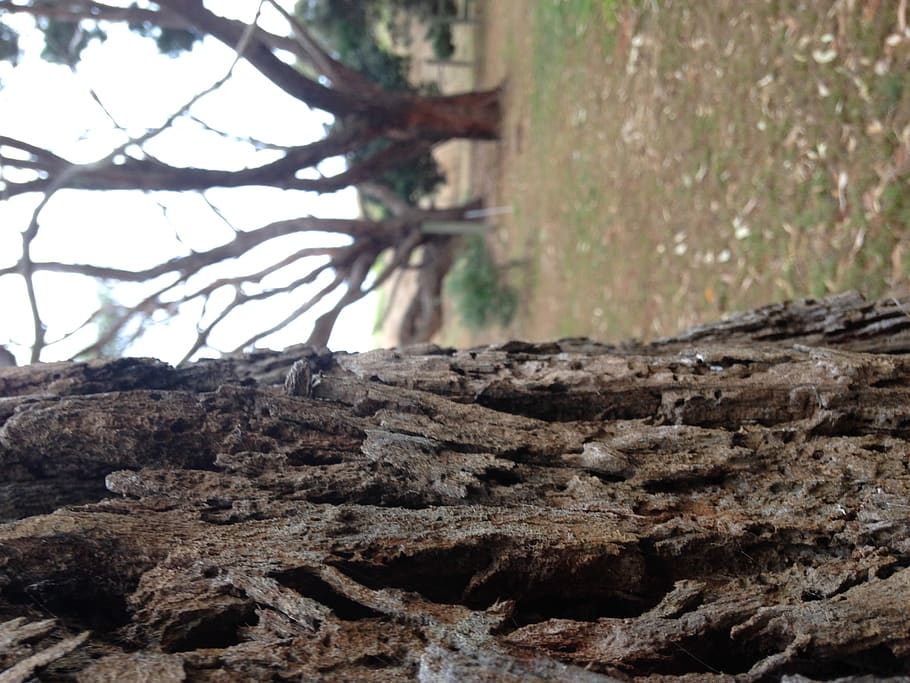 tree, plant, tree trunk, rosebrook, 1572 princes hwy, australia HD wallpaper
