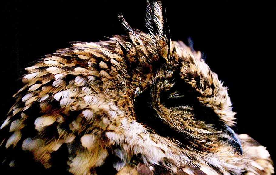 brown bird, face, owl, feather, sleeping, asleep, wing, eagle owl HD wallpaper