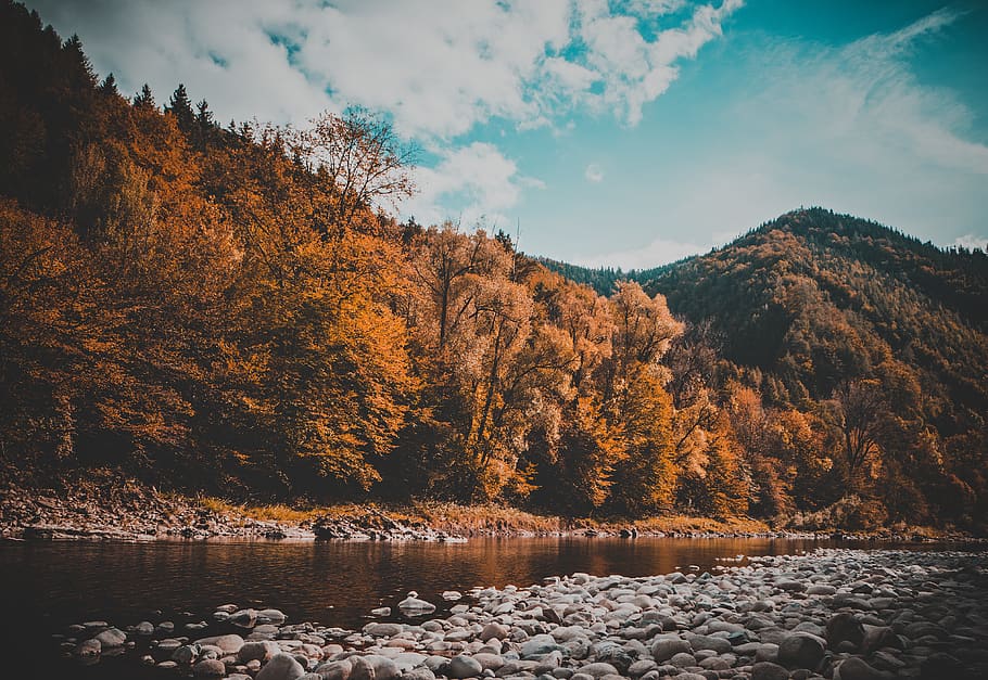 river, forest, trees, fall, water, sky, beauty in nature, lake HD wallpaper