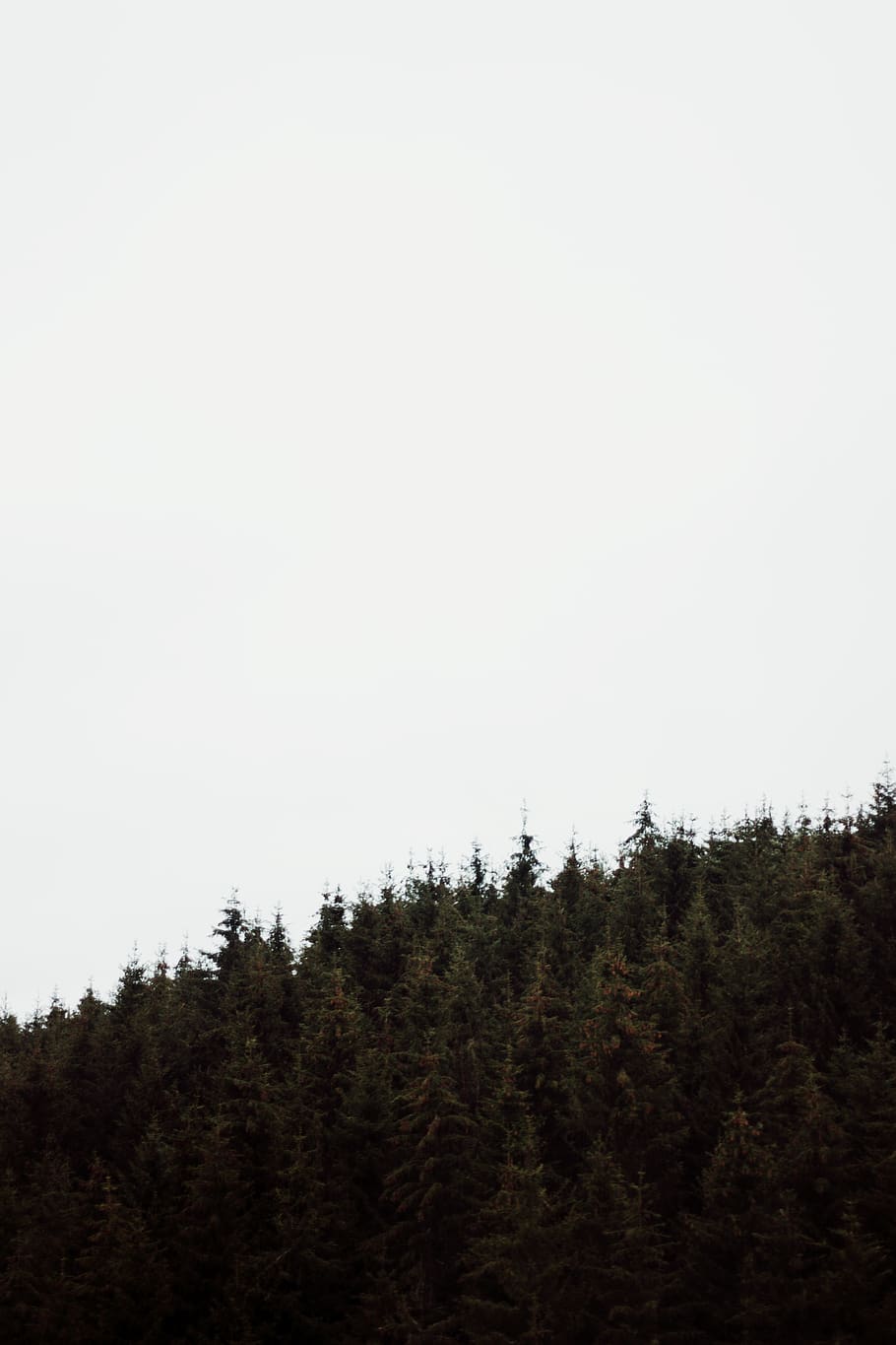green forest, plant, tree, fir, abies, conifer, vegetation, animal HD wallpaper