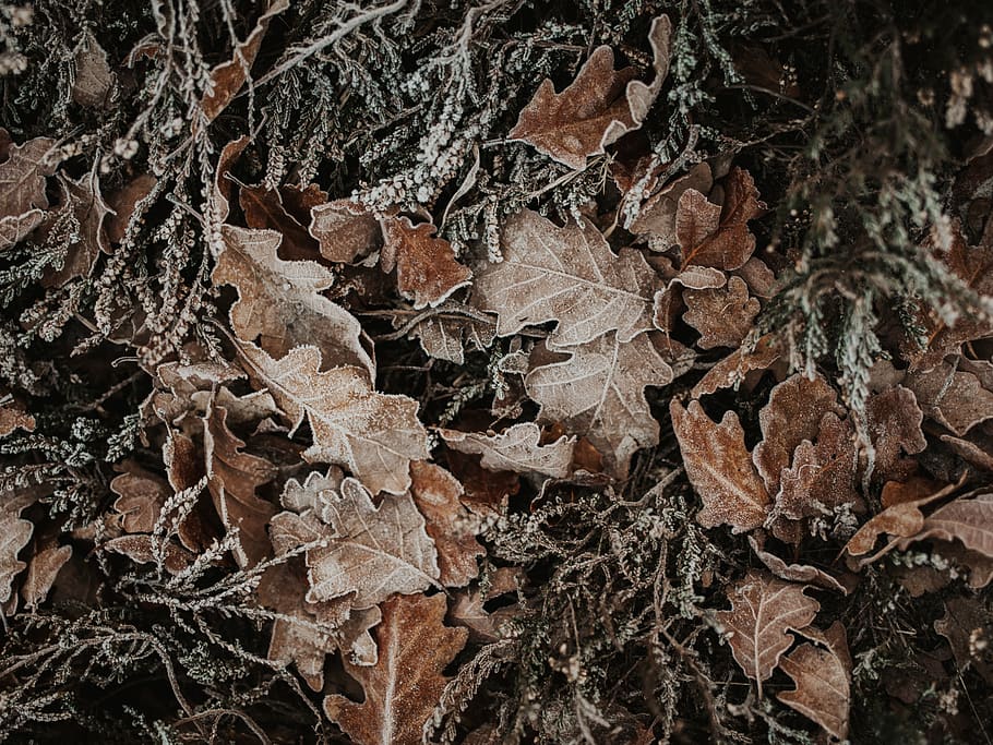 brown leaves in close-up photography, leaf, plant, ice, outdoors, HD wallpaper