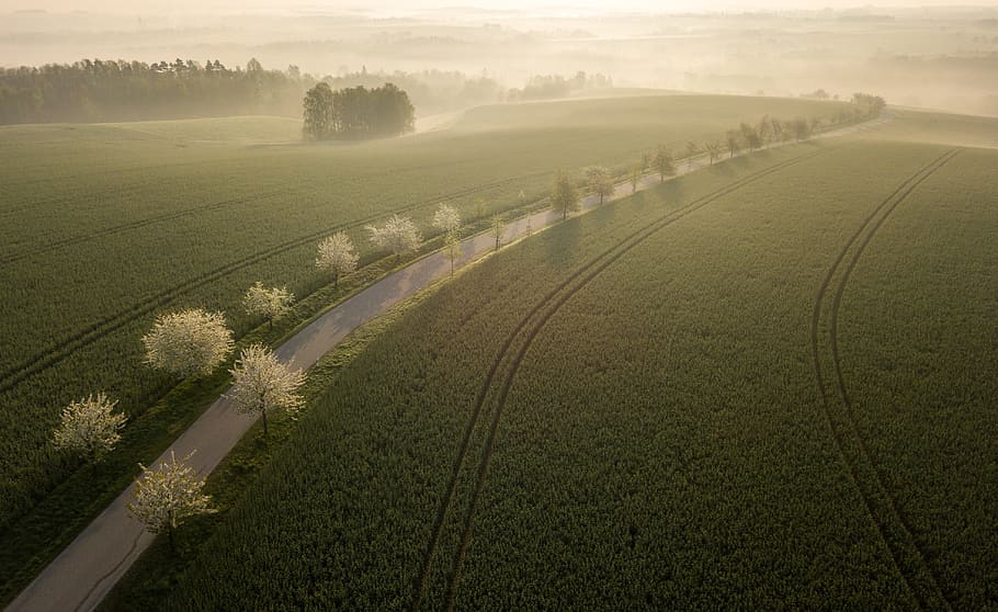 aerial photography of green field during daytime, wallpaper, golden HD wallpaper