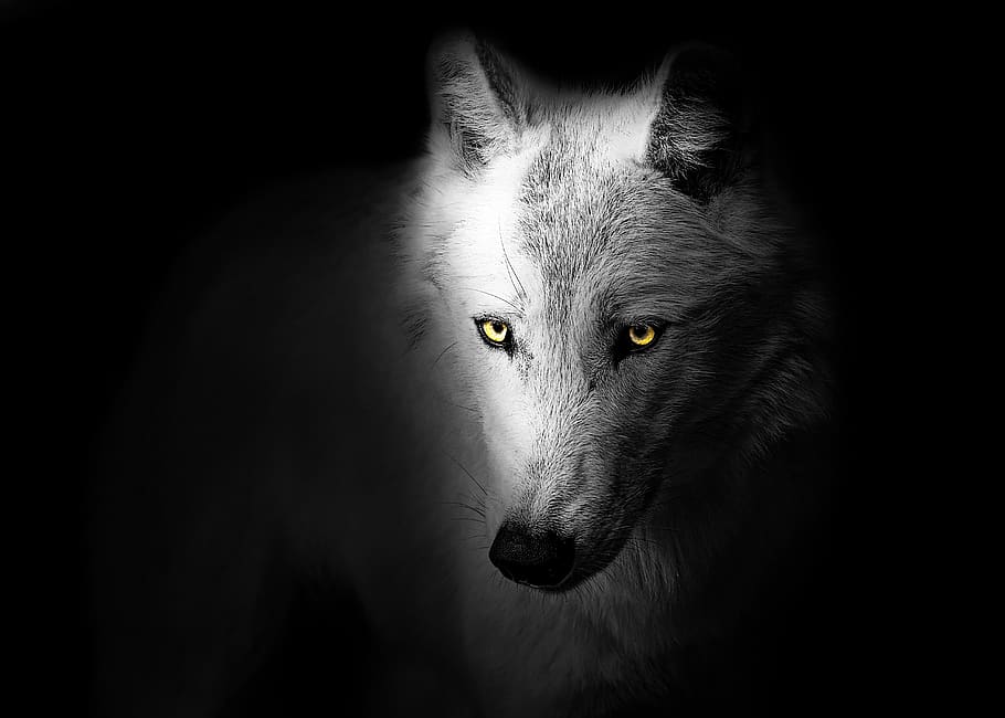 wolf, animal, wild, black, head, graphic, design, art, wildlife, HD wallpaper