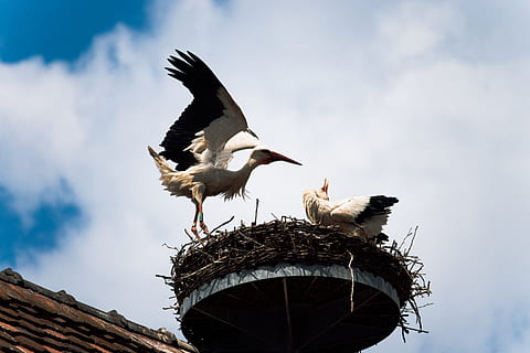 two bird on nest, stork, animal, eglise de vendlincourt, switzerland HD wallpaper