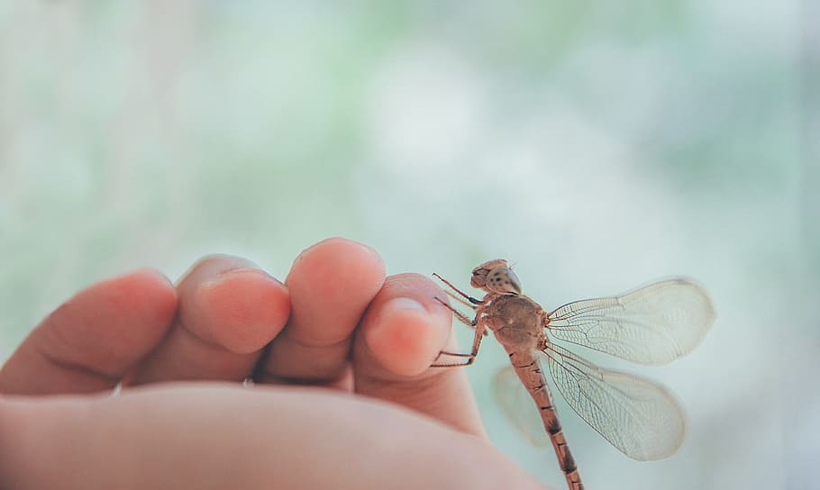 Brown Dragonfly on Human Left Pinky Finger, black background HD wallpaper