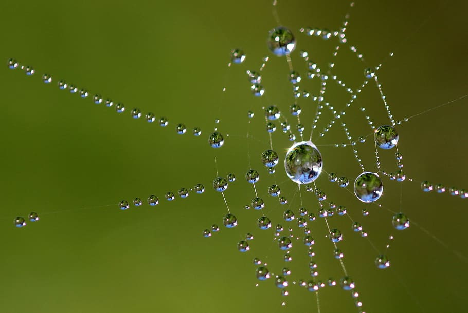 web, cob, cobweb, insect, spider, pattern, drop, water, fragility, HD wallpaper