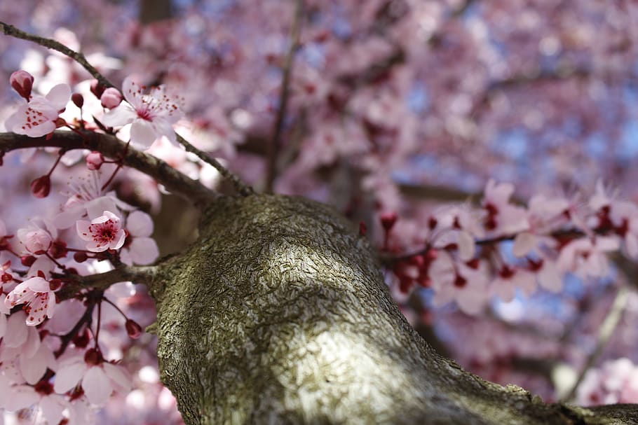 worm's-eye view of pink cherry blossoms, flower, plant, flora