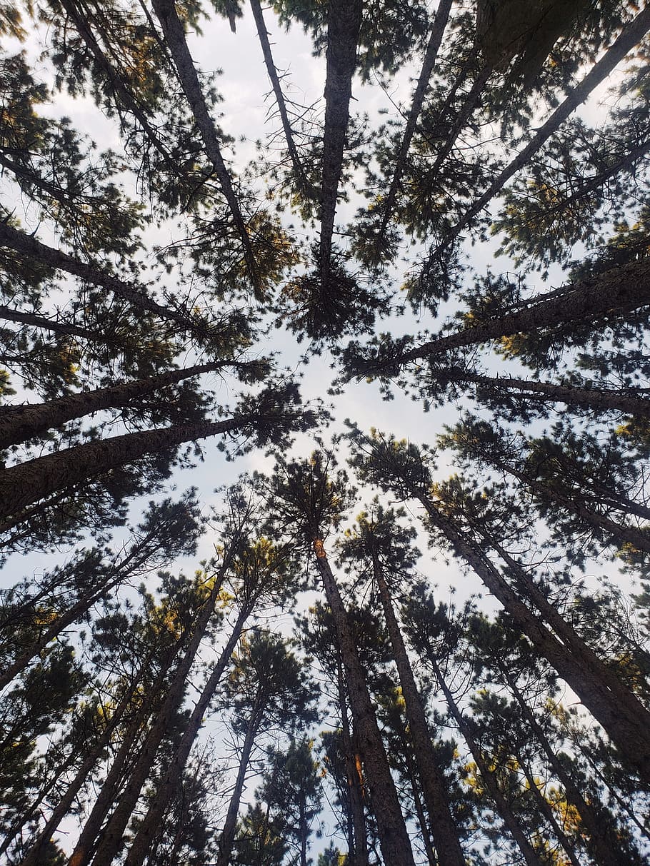 tree, forest, sky, leaf, branch, nature, outdoor, wander, wanderlust HD wallpaper