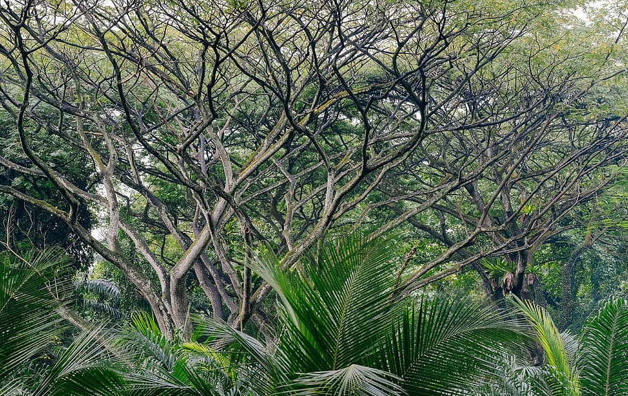 green leafed tree, plant, growth, green color, beauty in nature HD wallpaper