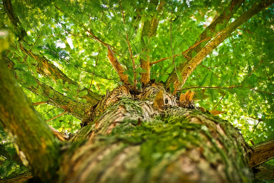Green Tree Low-angle Photography, branches, perspective, tree bark HD wallpaper