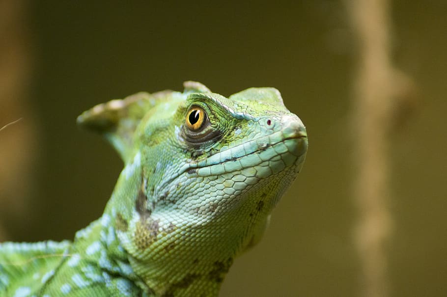 Green Lizard, animal, animal photography, close-up, color, exotic HD wallpaper