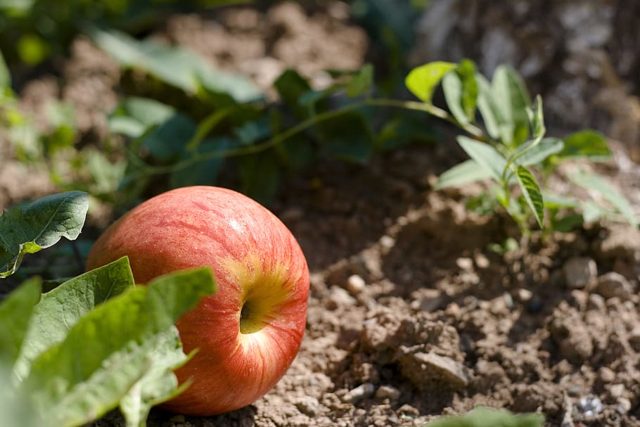 apple, tree, ground, food, food and drink, freshness, healthy eating HD wallpaper