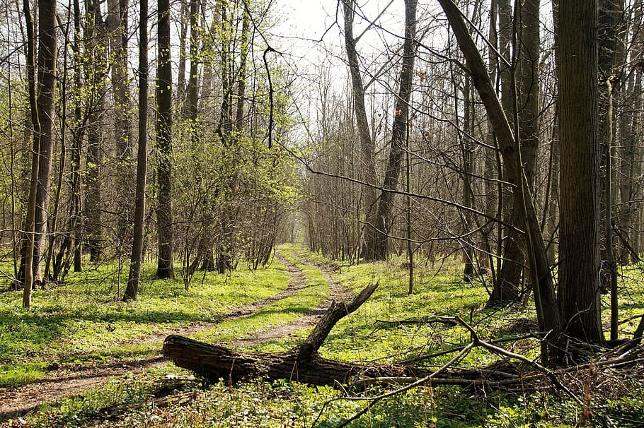 forest, spring, path, trees, deciduous, green, nature, walk HD wallpaper
