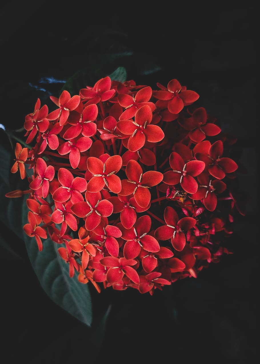 Red Cluster Flower, blooming, bright, color, design, flora, flower arrangement HD wallpaper