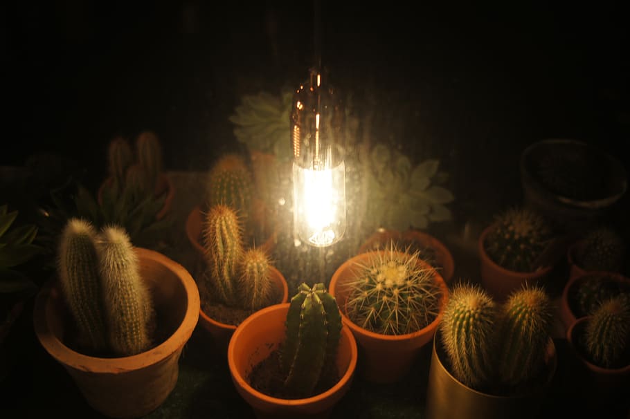 germany, düsseldorf, bulb, lightbulb, interior design, edison bulb HD wallpaper