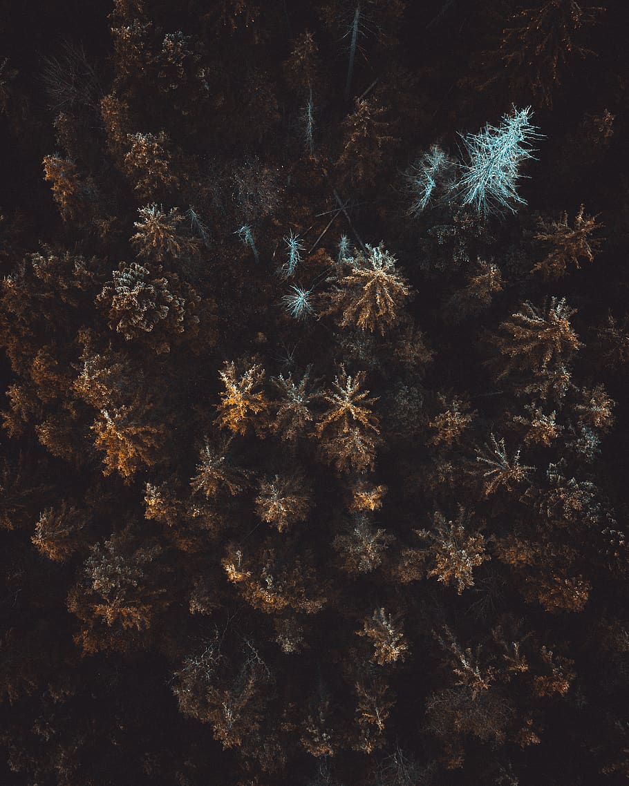 bird's eye view of forest, nature, painting, art, outdoors, germany HD wallpaper