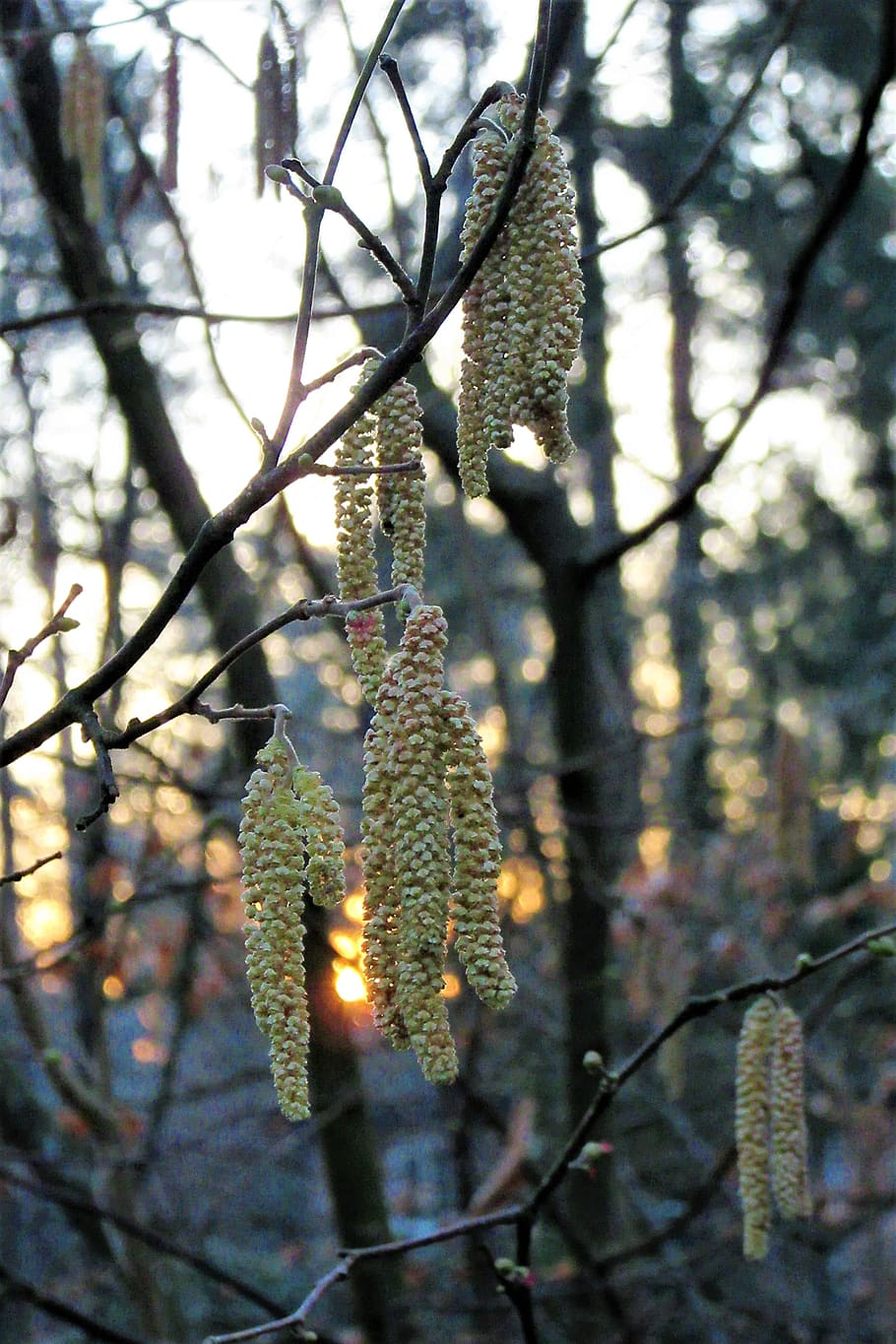 hazel, sunset, spring, pollen, evening red, branch, tree, nature HD wallpaper
