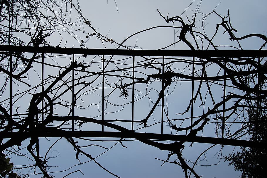 wire, barbed wire, leaves, plants, branches, bird, animal, utility pole HD wallpaper