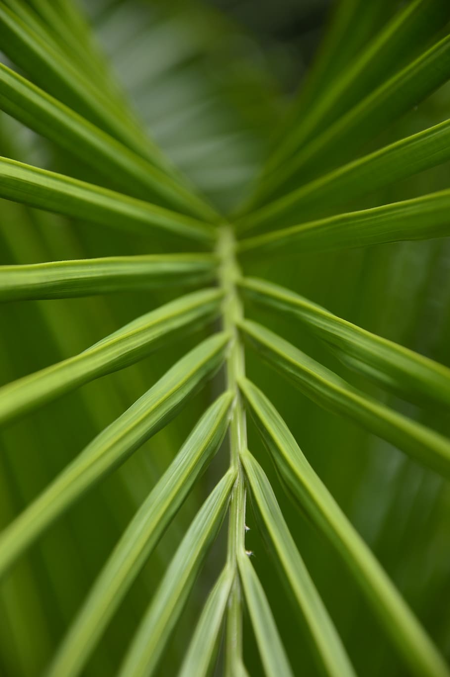 green palm leaf, plant, tree, droplet, lupin, blossom, flower HD wallpaper