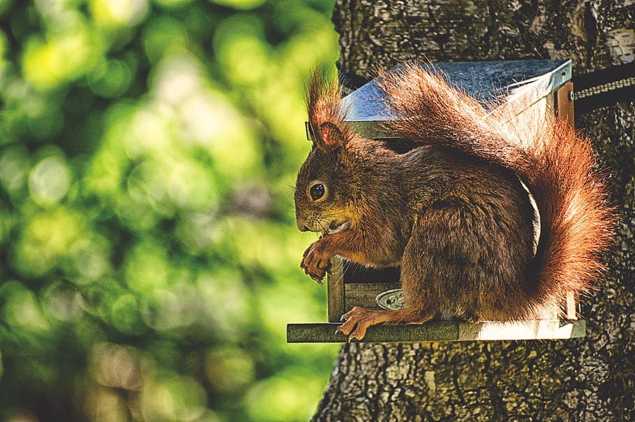 squirrel, nager, cute, nature, rodent, garden, eat, brown, nut HD wallpaper
