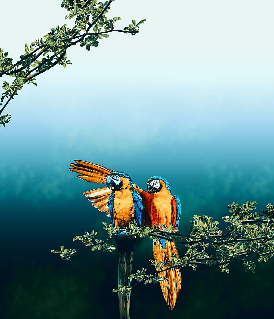bird, parrot, macaw, branch, love, romance, courting, animal themes HD wallpaper