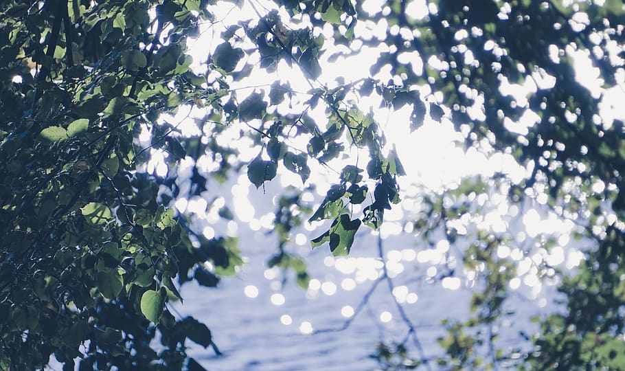 leaf, plant, flare, light, tree, sunlight, vegetation, lyon HD wallpaper