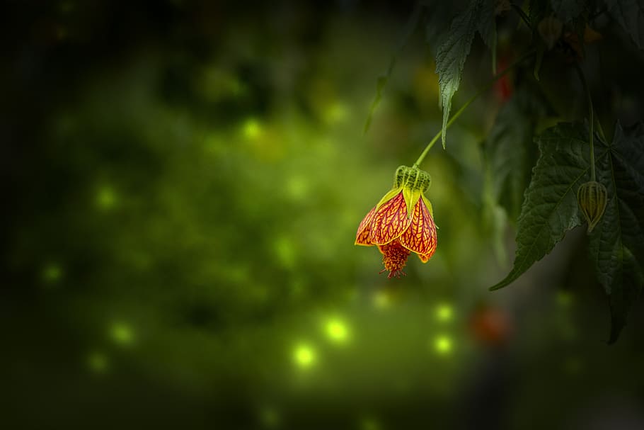 flower, nature, spring, plant, garden, romantic, beauty, plant part HD wallpaper