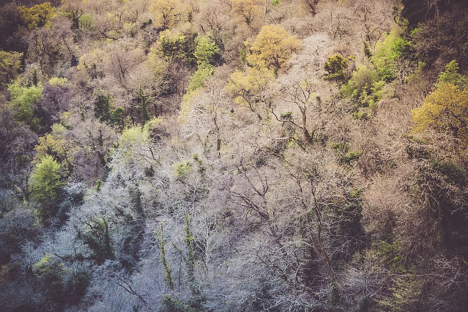 trees, forest, bristol, nature, plant, tranquility, growth HD wallpaper