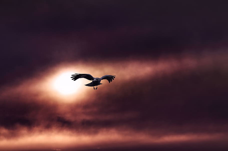 landscape, sunset, sky, evening, bird, flying, silhouette, animal HD wallpaper