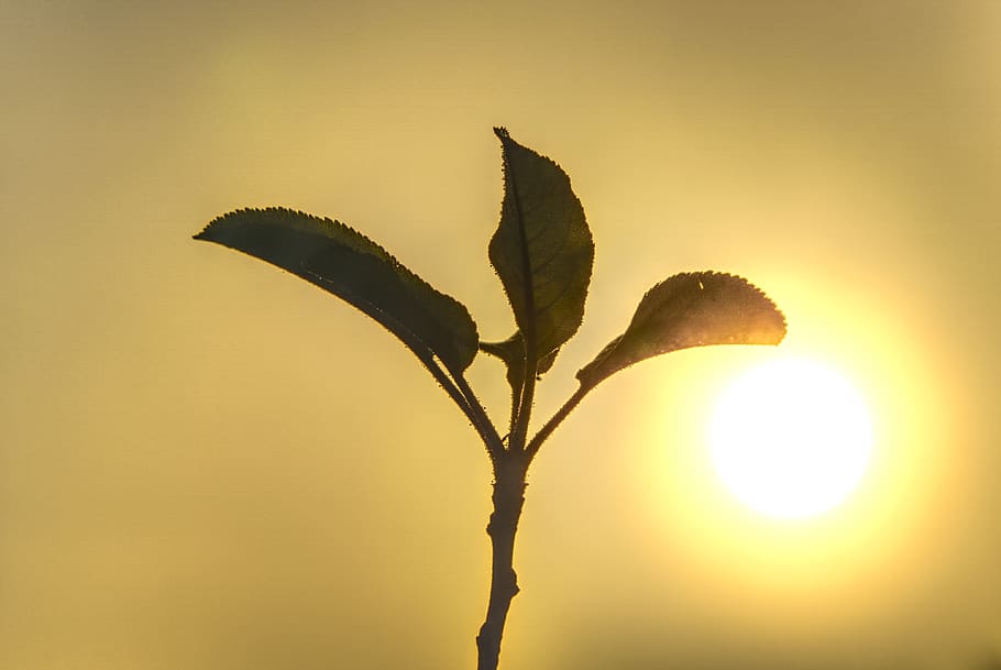 sun, backlighting, fog, aesthetic, branches, haze, hazy, overview HD wallpaper