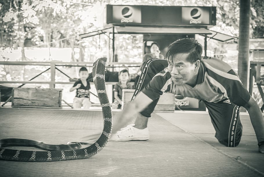 An Asian man playing with a snake on a sidewalk., thailand, sai mun, HD wallpaper