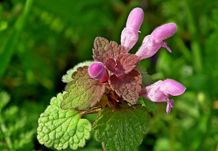 flower, grasshopper, meadow, spring, violet, foliage, the buds HD wallpaper