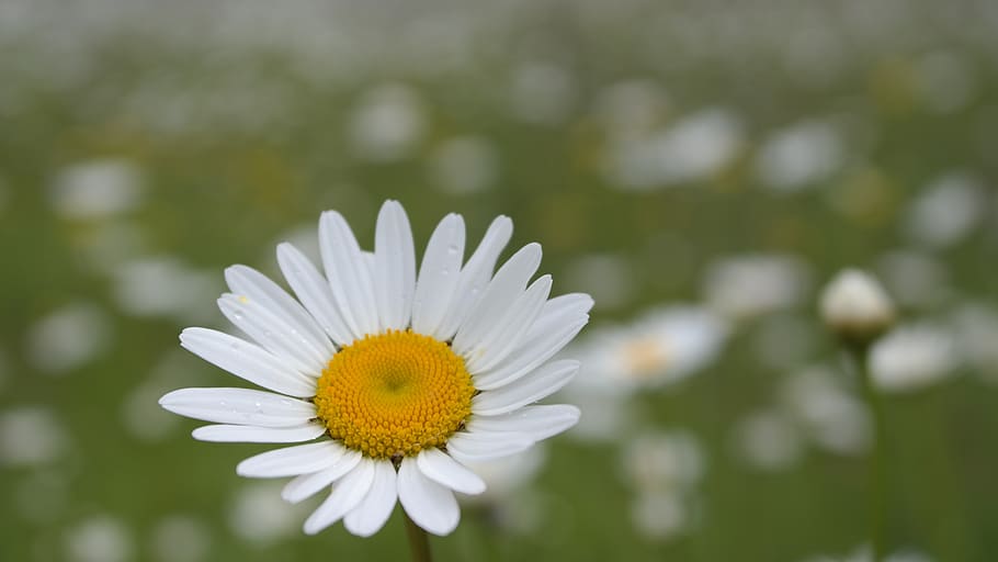 daisy, macro, field, spring, nature, flower, flowering plant HD wallpaper