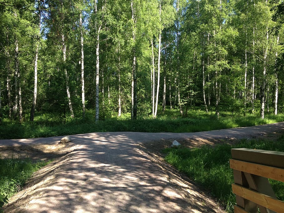 sweden, örebro, path, forest, trees, plant, land, nature, growth HD wallpaper