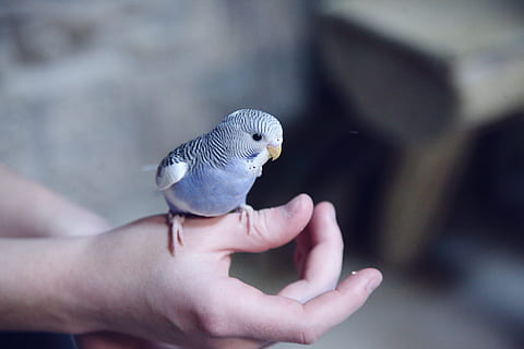 blue parakeet on hand, animal, bird, parrot, pigeon, dove, layton HD wallpaper