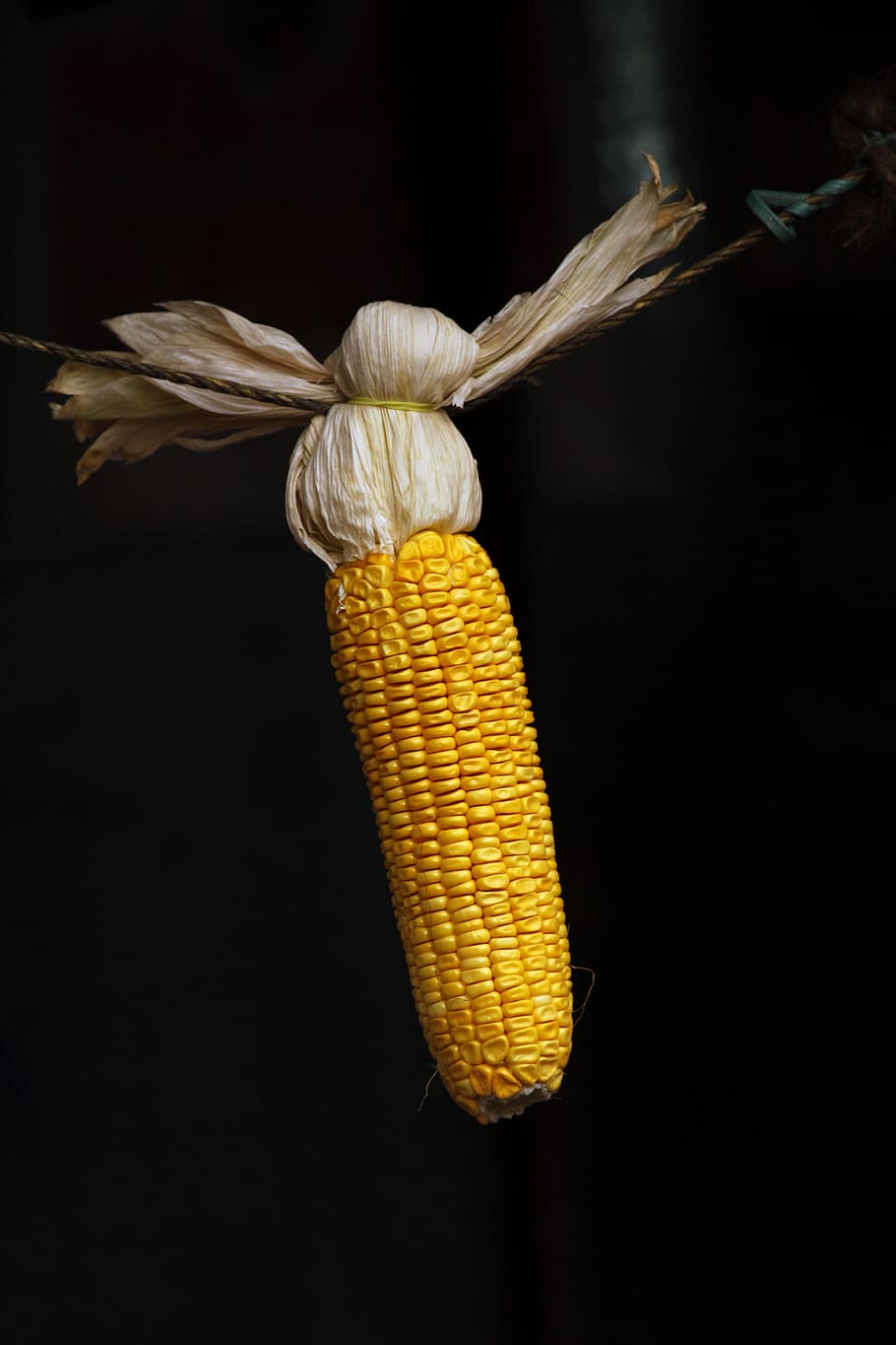 maize, grains, corn, food, yellow, seed, organic, healthy, natural HD wallpaper