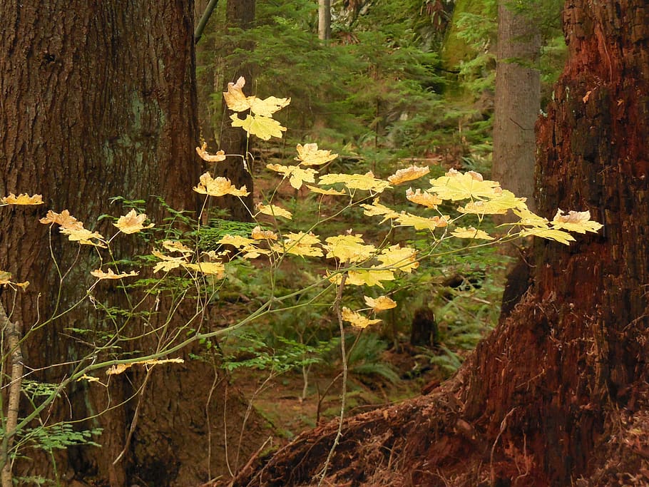 canada, deep cove, fall color, yellow, orange, rain forest HD wallpaper