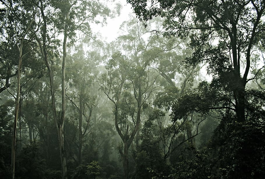 green-leafed trees, nature, outdoors, vegetation, plant, rainforest HD wallpaper