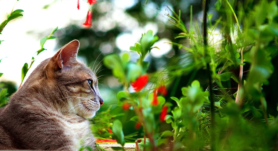 cat, solitude, relax, peace, animal, pet, gato, reflexão, paz HD wallpaper