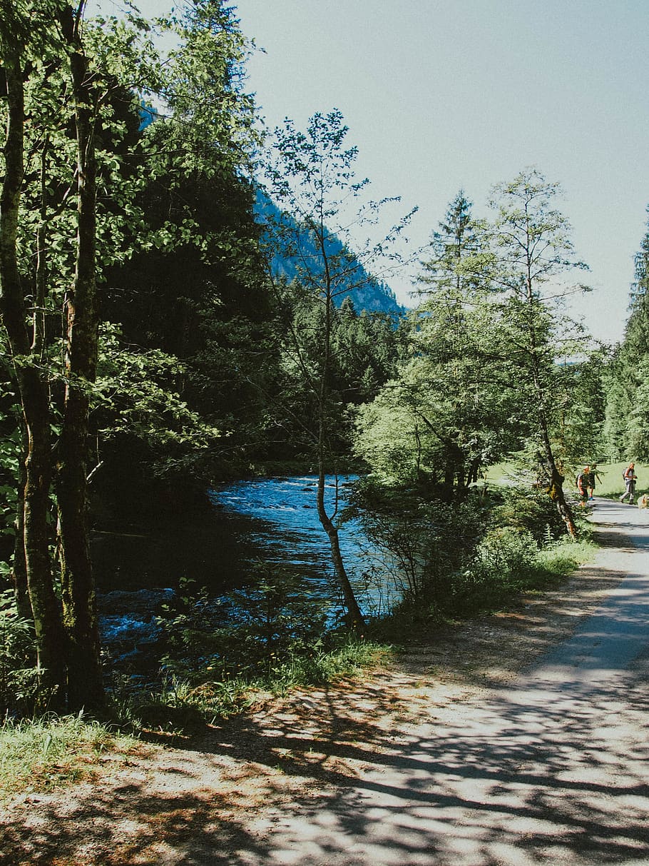 river, trees, nature, plant, direction, the way forward, water HD wallpaper