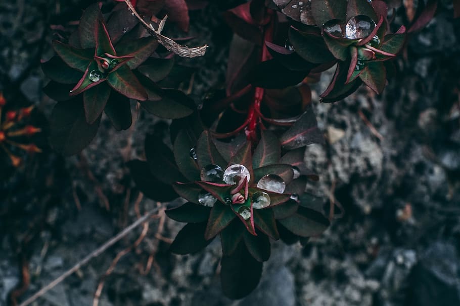 flower, leaves, dark, macro, bokeh, dew, leaf, growth, plant part HD wallpaper