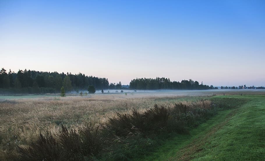 lithuania, forest, field, dusk, fog, nature, landscape, wheat HD wallpaper