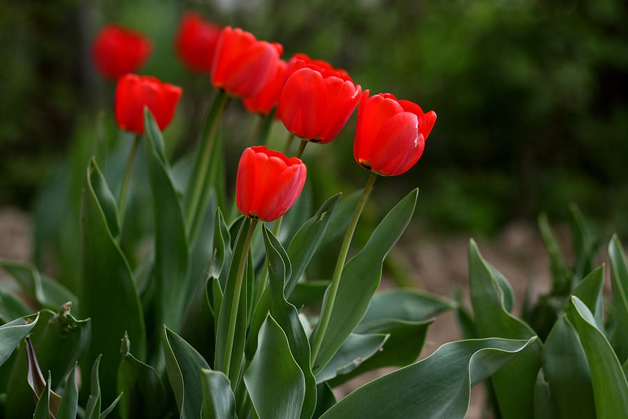 tulips, red, flowers, spring, supplies, nature, flowering plant HD wallpaper