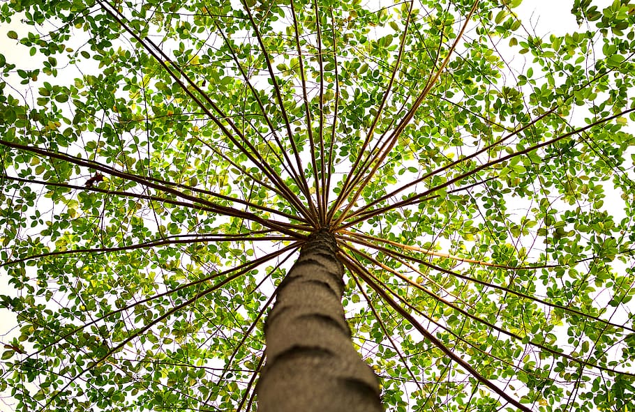 Bottom View of Green Leaved Tree during Daytime, nature, wood HD wallpaper