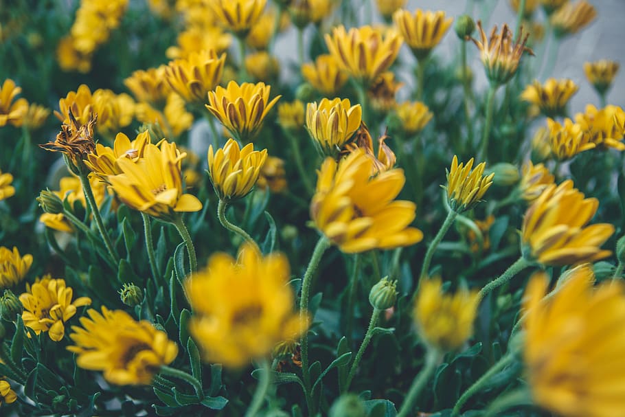 stem, leafe, dandilion, rose, love, life, blogging, blur, shrub HD wallpaper