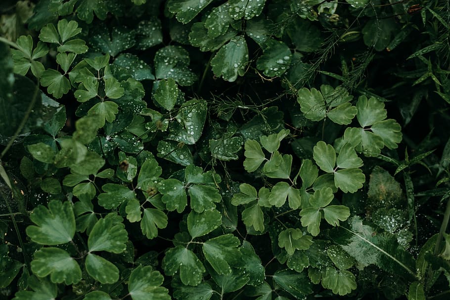 green color, growth, leaf, plant part, full frame, nature, beauty in nature HD wallpaper