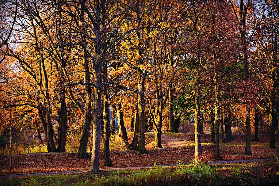 forest, tree, park, path, autumn colors, fall, foliage, woods HD wallpaper