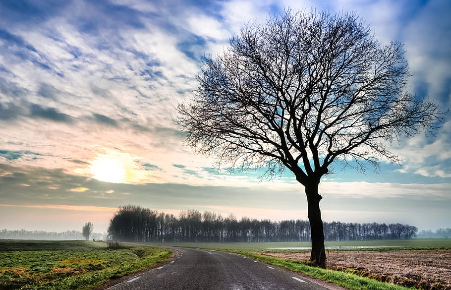Green Grass and Dry Tree Along Pathway, asphalt, branches, bur sky HD wallpaper