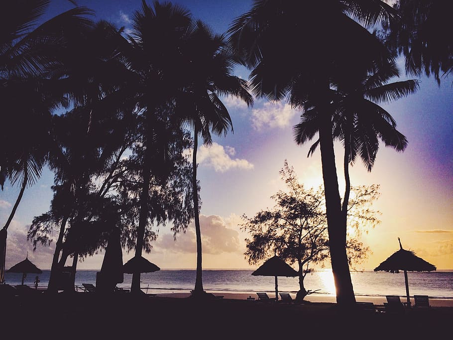 Silhouette Photo Of Trees, backlit, beach, dawn, dusk, island HD wallpaper